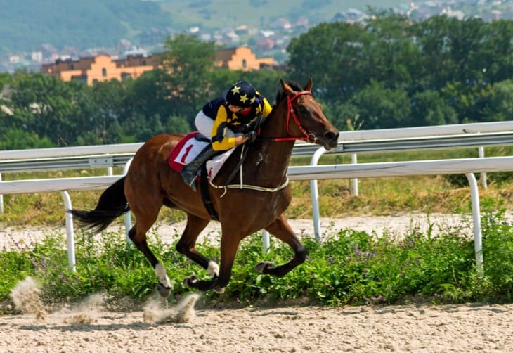 Injury and Recovery in Racehorses