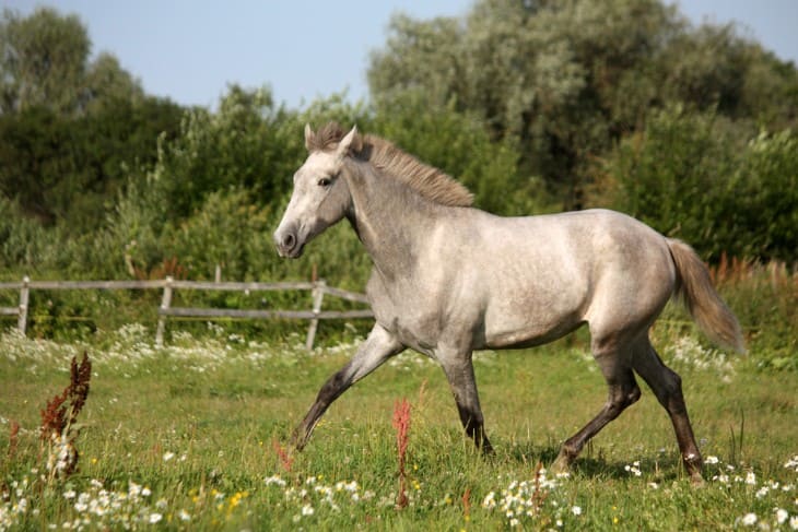 Andalusian