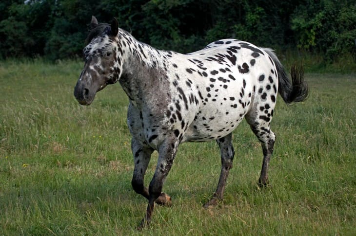 Appaloosa