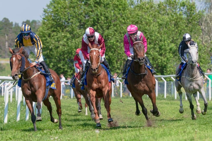 Equine Care and Wellness: The Stable Staff's Duties