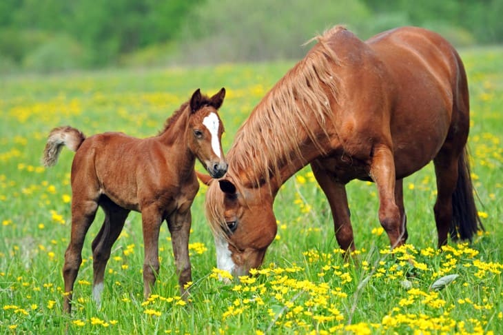 First Hours of Life