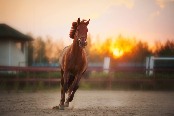 Differences Between Flat Racing and Jump Racing