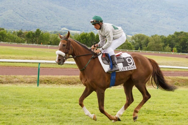 Friendship Between Horse And Trainer