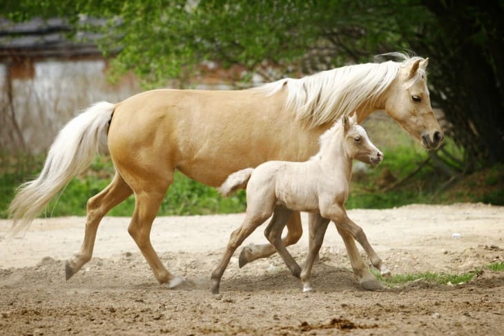 Genetics and Racing 