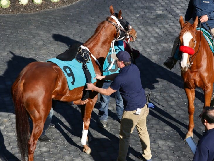 Heat Stress on Horses