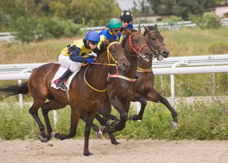 Horse Grooming