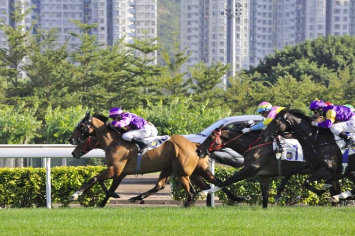 Horse Grooms contribution to equine well being