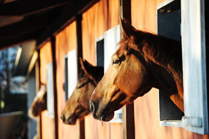 The Role of Horse Grooms in the Racing Industry