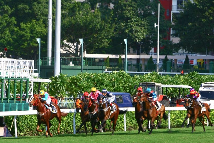 Horse Race Starting Gate Sideview