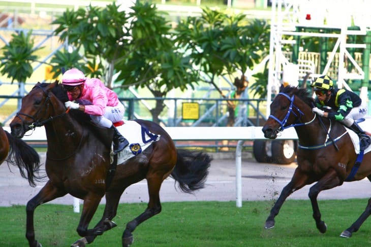 Horse Race Starting Gate