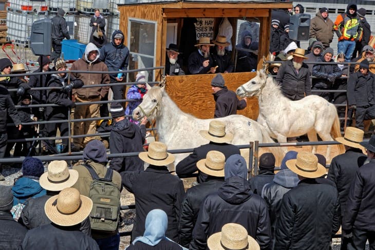 How Horse Auctions Work: A Comprehensive Guide