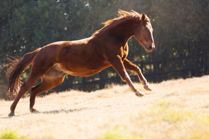 Nutrition and Care for a Racehorse