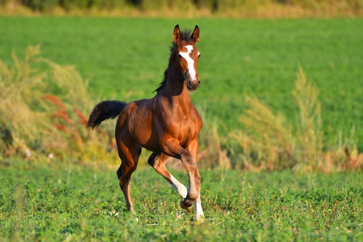 Physical and Behavioural Development of Yearling Horses