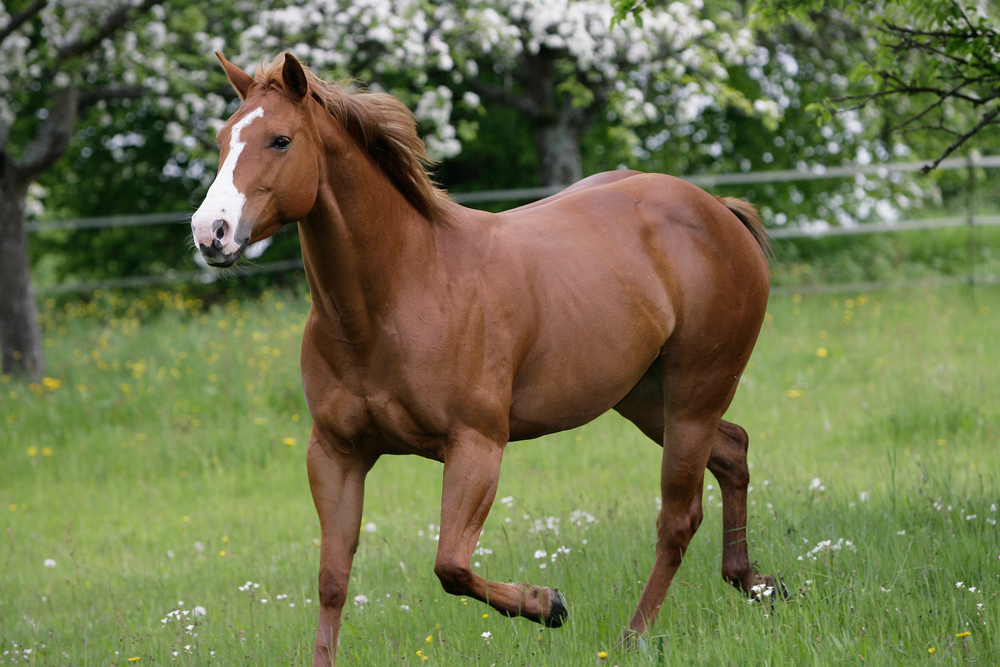 Quarter Horse