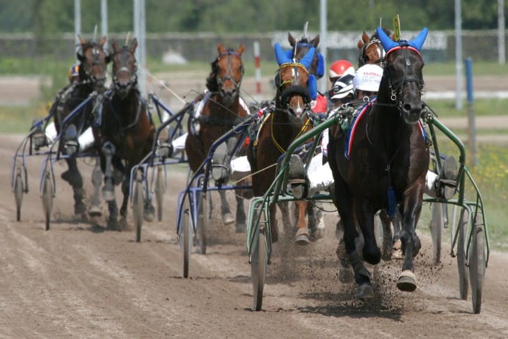 Standardbred