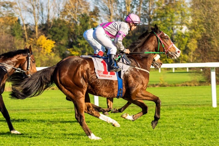 Strong Arabian Horse Galloping