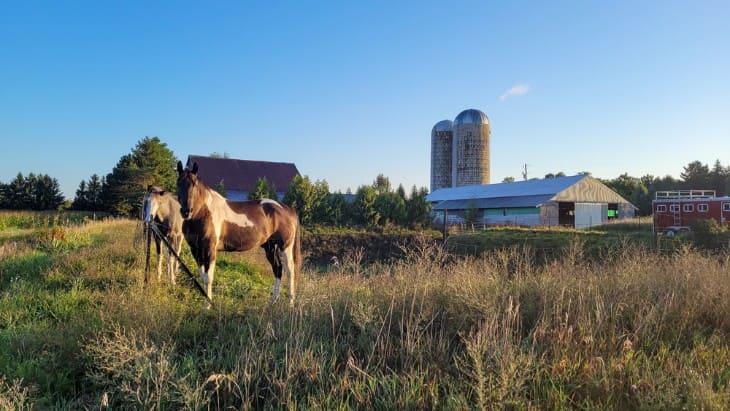 Tennessee Walking Horse