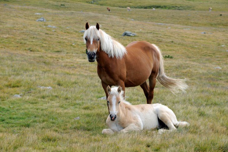 The Influence of Breeding on a Horse's Racing Performance