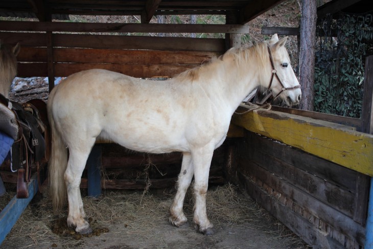 The Role of Geldings in Equestrian Sports