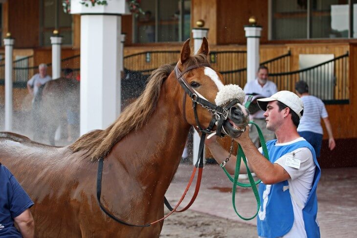 The Role of Trainers in Horse Racing