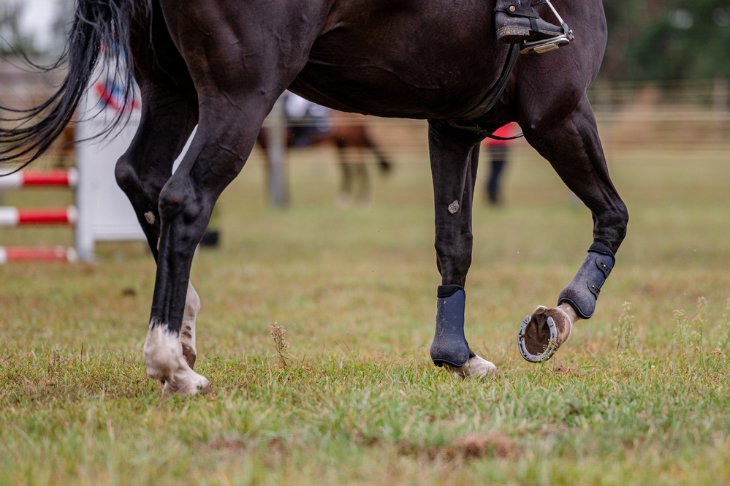 The Influence of Track Conditions on Horse Racing