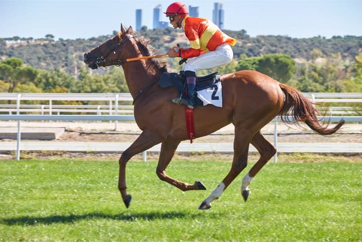 Trainer Focus: Oliver Greenall & Josh Guerriero: The Stars of Stockton Hall Farm