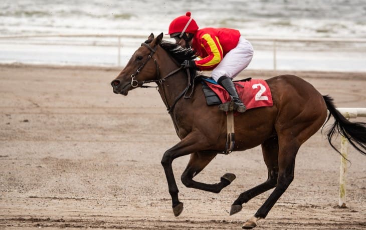 Training Techniques for Competing Horses