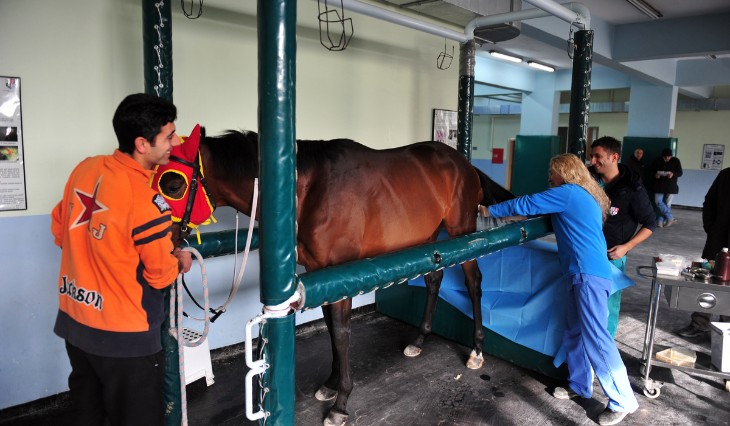 Understanding Gelding in Horses