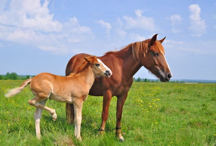 Understanding Horse Pedigrees in Racing