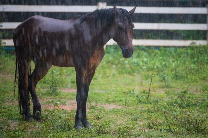 What Does Gelded Mean in Horse Racing?