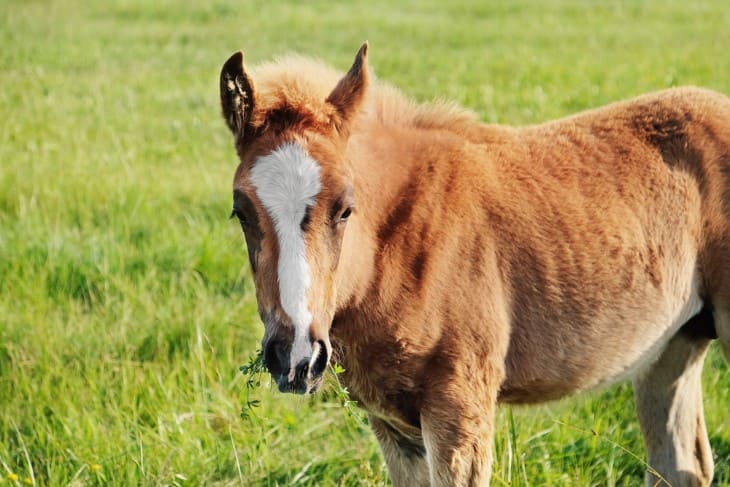 What is Foal Horse?