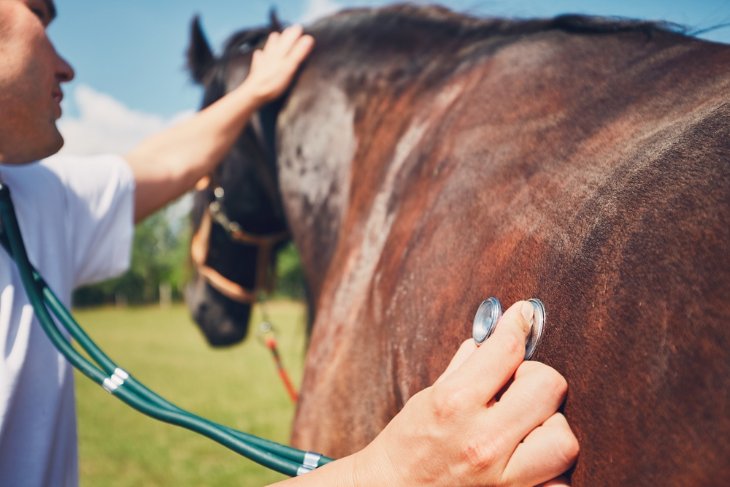 Exploring the Work of a Racehorse Veterinarian